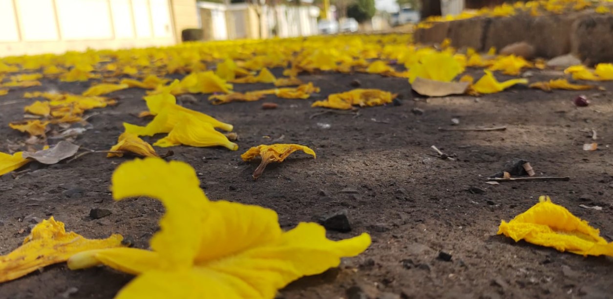 Foto 3 de 31 — Florada dos ipês dá novo colorido a Araraquara e internautas enviam fotos; veja